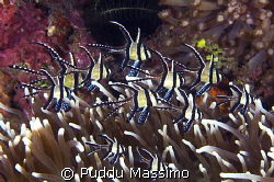 cardinal fishes,nikon d2x 60mm macro by Puddu Massimo 